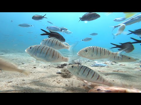 "Milijun" riba nakon brumavanja prirodnom ješkom na 6 metara dubine - Underwater footage