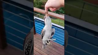 Download lagu Kookaburra's Always Bite His Finger 😂 mp3 Download lagu Kookaburra's Always Bite His Finger 😂 mp3