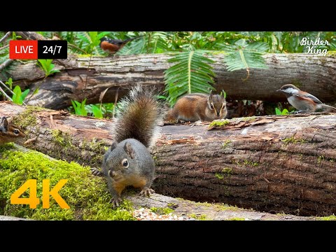 ???? 24/7 LIVE: Cat TV for Cats to Watch ???? Playful Birds Squirrels in the Forest 4K