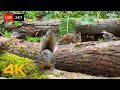 🔴 24/7 LIVE: Cat TV for Cats to Watch 😺 Playful Birds Squirrels in the Forest 4K
