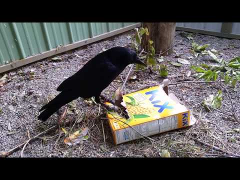 Loki the Common Raven vs a Box!