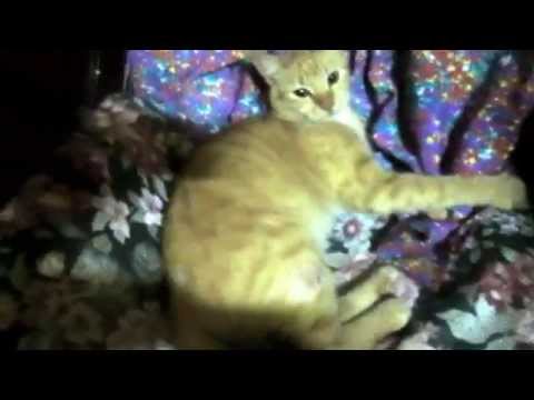 Lazy cat trying to play