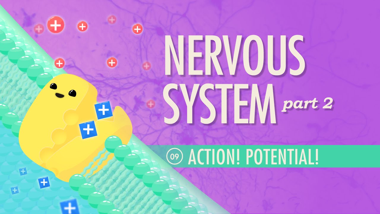 The Nervous System, Part 2 - Action! Potential!: Crash Course Anatomy & Physiology #9