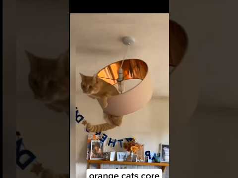 Noël ça rend fou 🤣 #cat #kitten #youtubeshorts #viral #cute #funnycats #trending #funny #pets #fyp