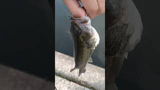 釣った池　#バス釣り
