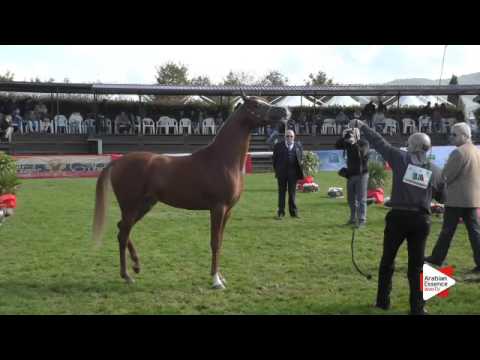 N.18 ALEPH FAJAL - Arezzo 2015 - 2 year old colts (Class 2)