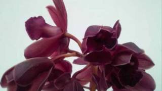 Nobody's Bizness - Nobody (no guidance song)