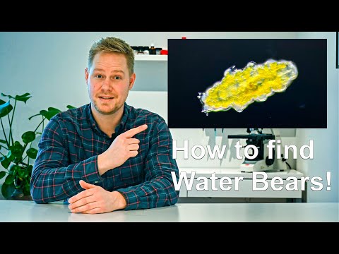 How to Easily Find Tardigrades Anywhere!