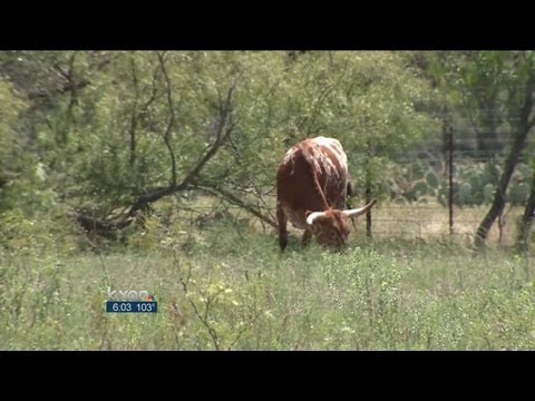 Cattle theft on the rise in Central Texas