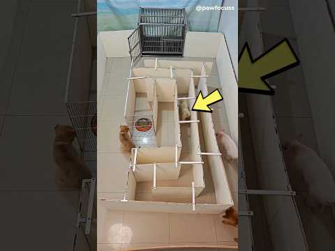 He Built a Maze to Test His Dogs’ Intelligence… With Their Favorite Food at the End
