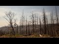 KQED NEWSROOM Back To School Education Policy Rim Fire Restoration Remembering Robin Williams