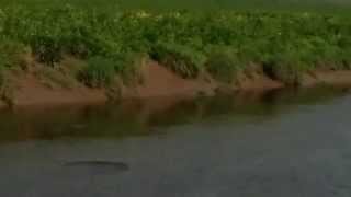 preview picture of video 'Porpoise in the River Aire Near Snaith / West Cowick'