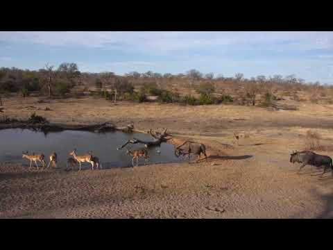 Djuma: Impala and Wildebeest herds - 16:41 - 10/02/18