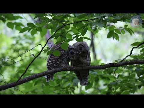 2021.5 Two preening barred owlets. 两只可爱的小猫头鹰