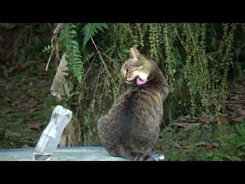 Cats Meowing - Cute Kittens Meowing - Cat Meowing Video - Kitten Meowing Videos