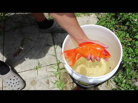 SAVING GOLFISH FROM DRIED UP PUDDLE!!