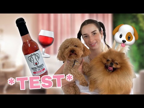 WINO dla PSÓW *testujemy* | Syla ♡