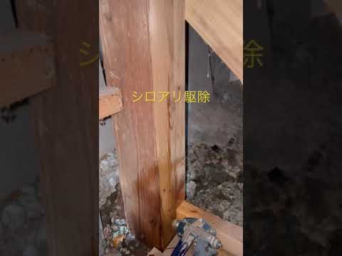 シロオリ科 - 定義