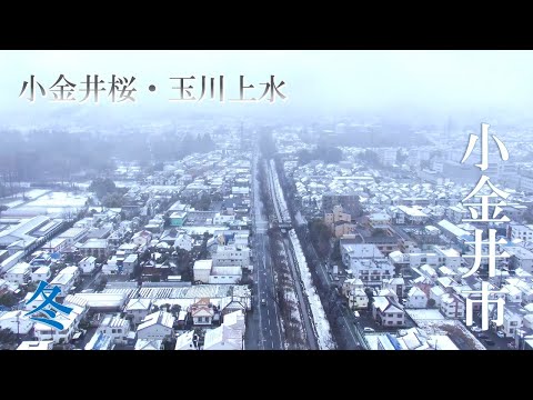 【空から見る】小金井市PR「冬の小金井桜・玉川上水」Cherry Blossom at Koganei