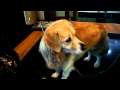 My Dog And Spongebob Theme Song