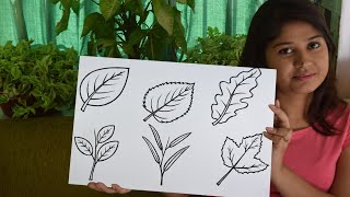 How to Draw a Leaf Step by Step Easy Drawing for Kids with Deotima
