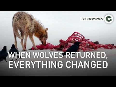70 Years Without Wolves: Yellowstone’s Ecological Collapse | Full Documentary
