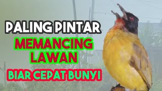 Download lagu Burung kutilang Emas @ponirankwokchannel mp3