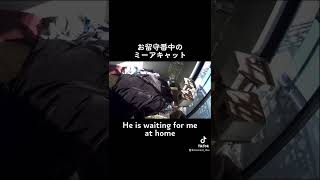 He is waiting for me at home. 미어캣(meerkat)#shorts