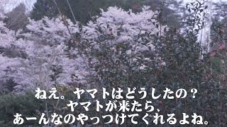 風景動画　宵桜　　我々にはまだ、ヤマトがあるのか？　無言の回答
