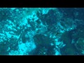 Glass Bottom Boat Ride At Silver Springs State Park In Ocala Florida