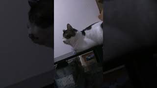 今日のダンボ！！お眠りダンボ！！#ダンボ#飼い猫 #野良猫 #癒し #動物 #猫😺