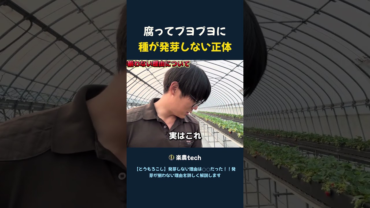 腐ってブヨブヨに 種が発芽しない正体 #家庭菜園#トウモロコシ栽培