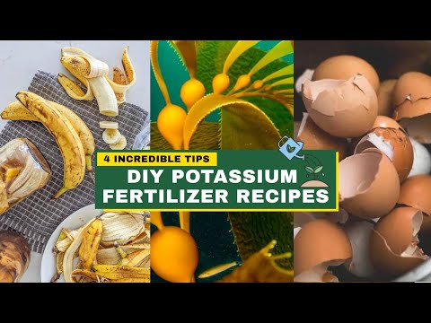 4 Best DIY Potassium Fertilizer Recipes | Best Fertiliser for Plants at Home