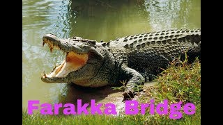 preview picture of video 'Crocodile was found near the //Farakka Bridge.'