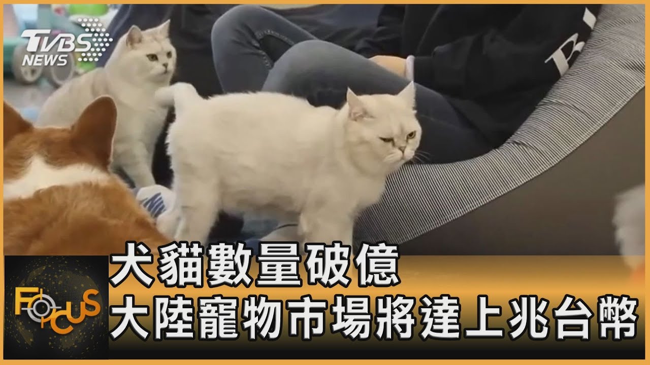 中國大陸毛孩數量破億 寵物市場有望達到1.6兆台幣