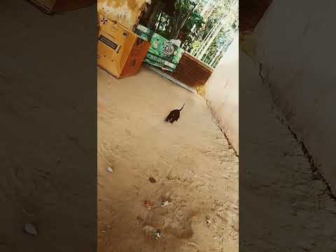 Dog video #shorts #youtubeshorts