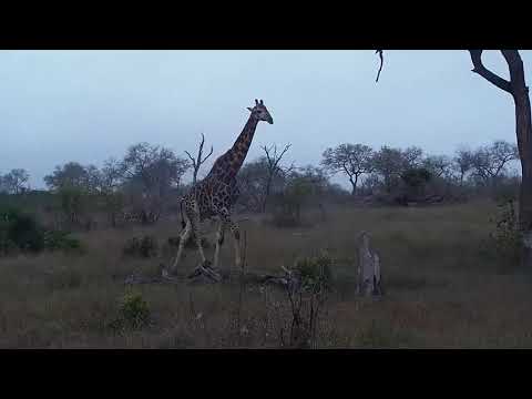 Djuma: Giraffe feeding - 10/05/20