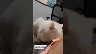 Download lagu JESS AMALIA TRENDING ❤ REELS STORY#shorts #reels #trending #viral #youtubeshorts #jessamalia #tiktok mp3