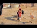 Sindhi Aseel Fight Chicken Fight Please Like Share And Subscribe