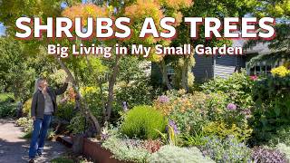 Turning Shrubs Into Trees | Big Living in My Small Garden