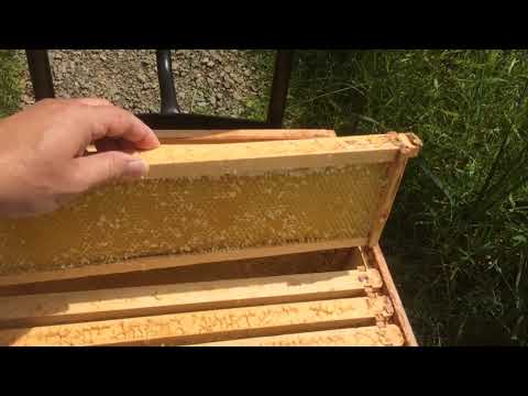 How cleanup wet frames after extraction