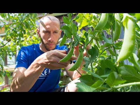 image-Do snow peas have flowers?