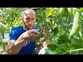 This SIMPLE Garden Trick Will GUARANTEE You More Peas!