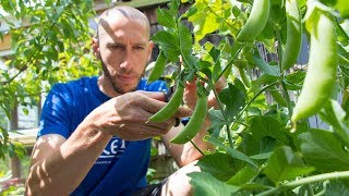 This SIMPLE Garden Trick Will GUARANTEE You More Peas!