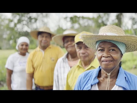 Cultivos en La Gran Comadancia, en San Onofre (Sucre)