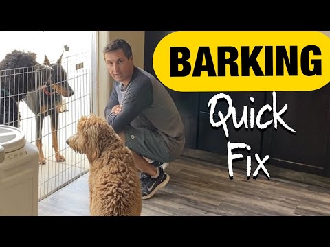 Quick and long lasting solutions to barking