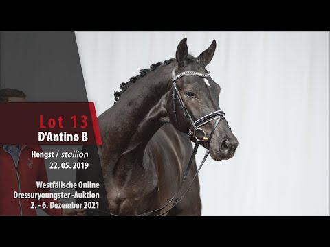 Online Dressuryoungster-Auktion Lot 13 D'Antino B Hengst v. Danone I - Vivaldi
