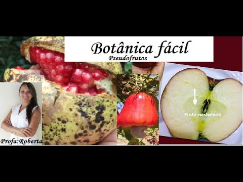 Pseudofrutos. Caju, maçã, romã. Botânica.