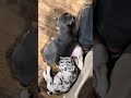 French Bulldog dogs for sale: Silvers Raleigh - Video 3