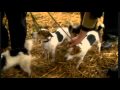 Martin Clunes A Man And His Dogs 1 5 5